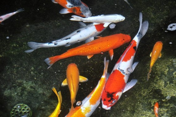 Koi for Sale Koi , We always have a good selection of Koi that been raised in one of our 3 mud ponds.